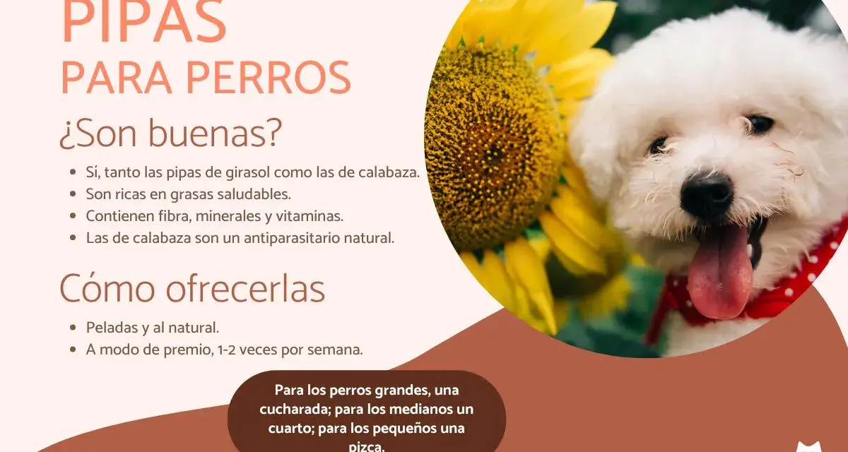 Un perro blanco feliz junto a un girasol. El texto indica que los perros pueden comer pipas de calabaza, que son saludables y beneficiosas.
