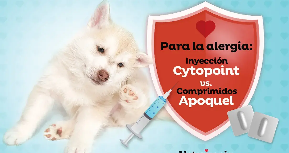 Cachorro con picazón, buscando una alternativa a los corticoides en perros. Jeringa y pastillas comparan Cytopoint vs Apoquel.