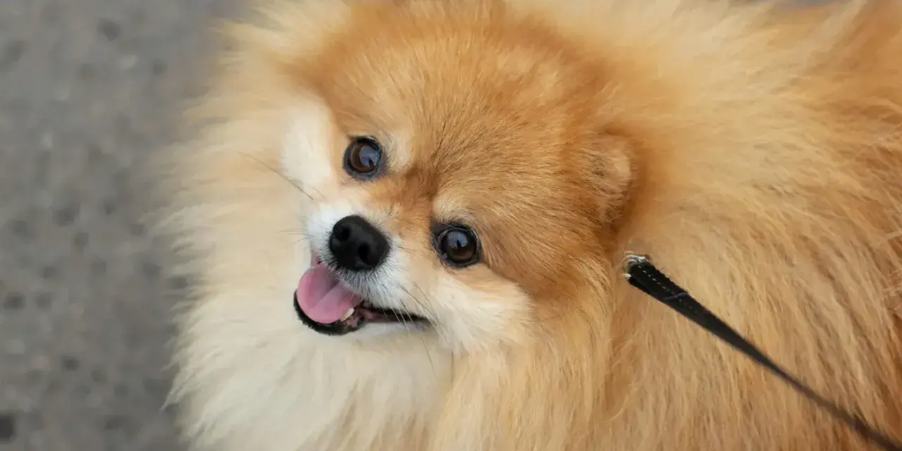 Un adorable pomchi perro, con su pelaje esponjoso y ojos vivaces, mira hacia arriba con la lengua fuera, listo para jugar.