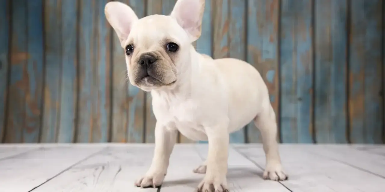 Un adorable cachorro de perros franceses, con sus grandes orejas, mira curioso al frente sobre un suelo de madera.