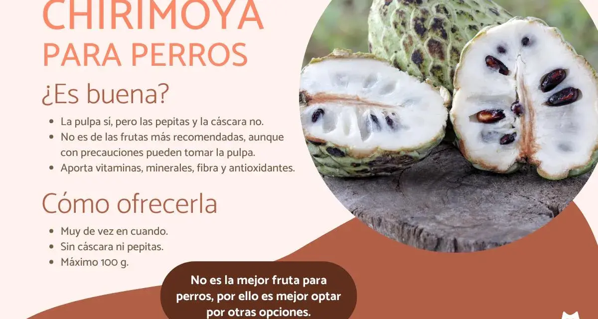 Chirimoya para perros: la pulpa sí, sin pepitas ni cáscara. Aporta nutrientes, pero no es la mejor opción.