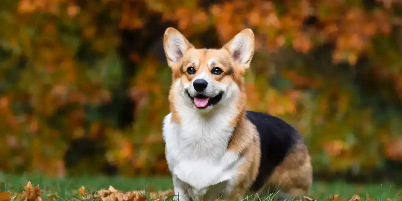 Un adorable corgi perro sonríe felizmente en un campo cubierto de hojas de otoño.