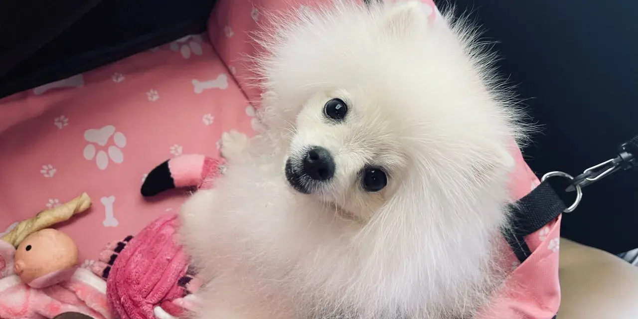 Adorable pomerania suelta pelo en su transportín rosa con juguetes.