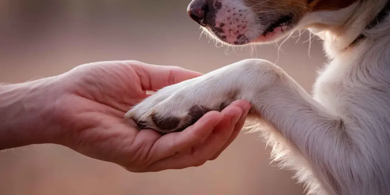 Una mano sostiene la pata de un perro. Un momento de ternura, quizás al considerar los requisitos para sacrificar un perro.