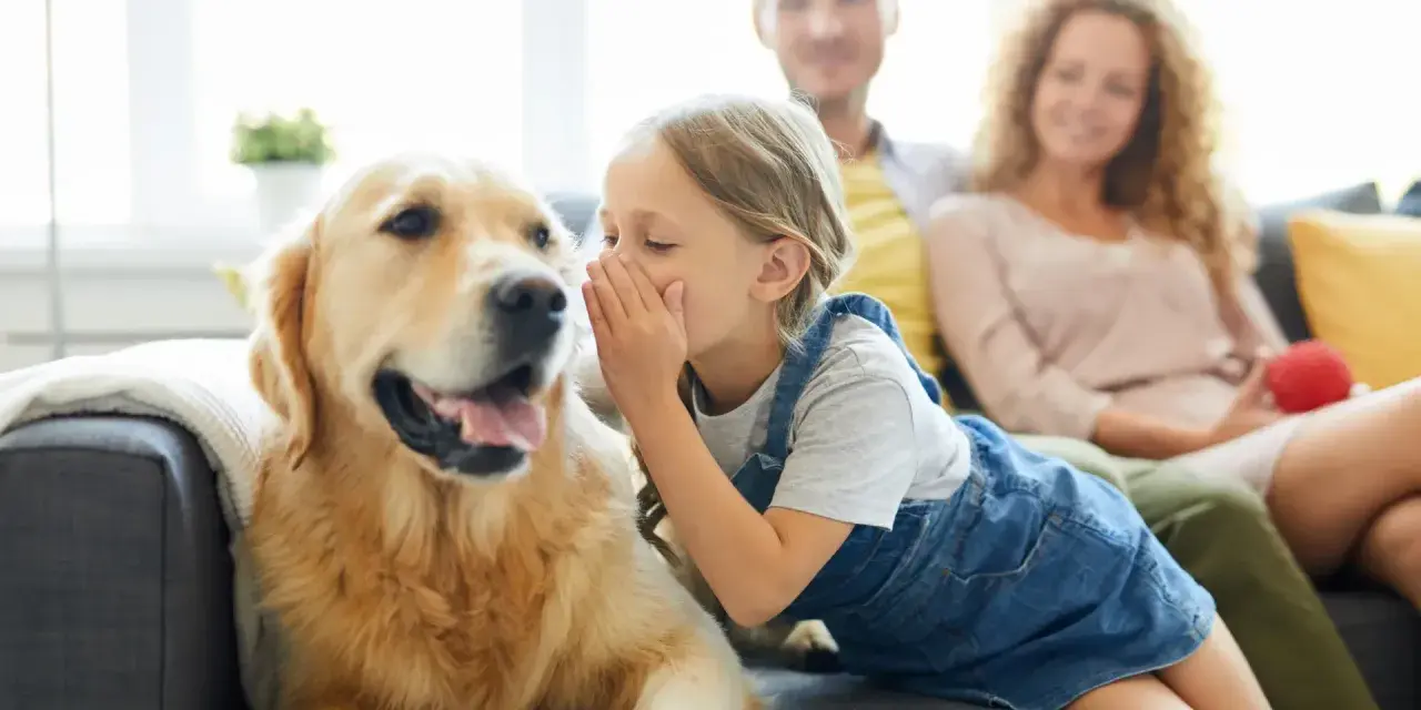 Niña susurra secretos a un golden retriever, como si los perros se comunicaran entre ellos. Padres sonríen al fondo.