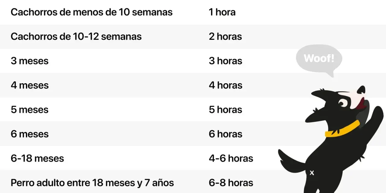 Tabla que indica el tiempo máximo recomendado para dejar al perro solo en casa según su edad. Un perro feliz es un perro bien cuidado.