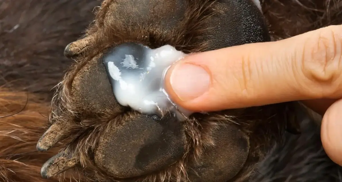Aplicando blastoestimulina para perros en una pata herida.