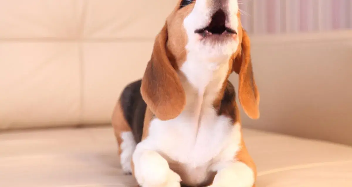 Un beagle cachorro, con su boca abierta, parece que mi perro llora por todo, pero en realidad está aullando de alegría.
