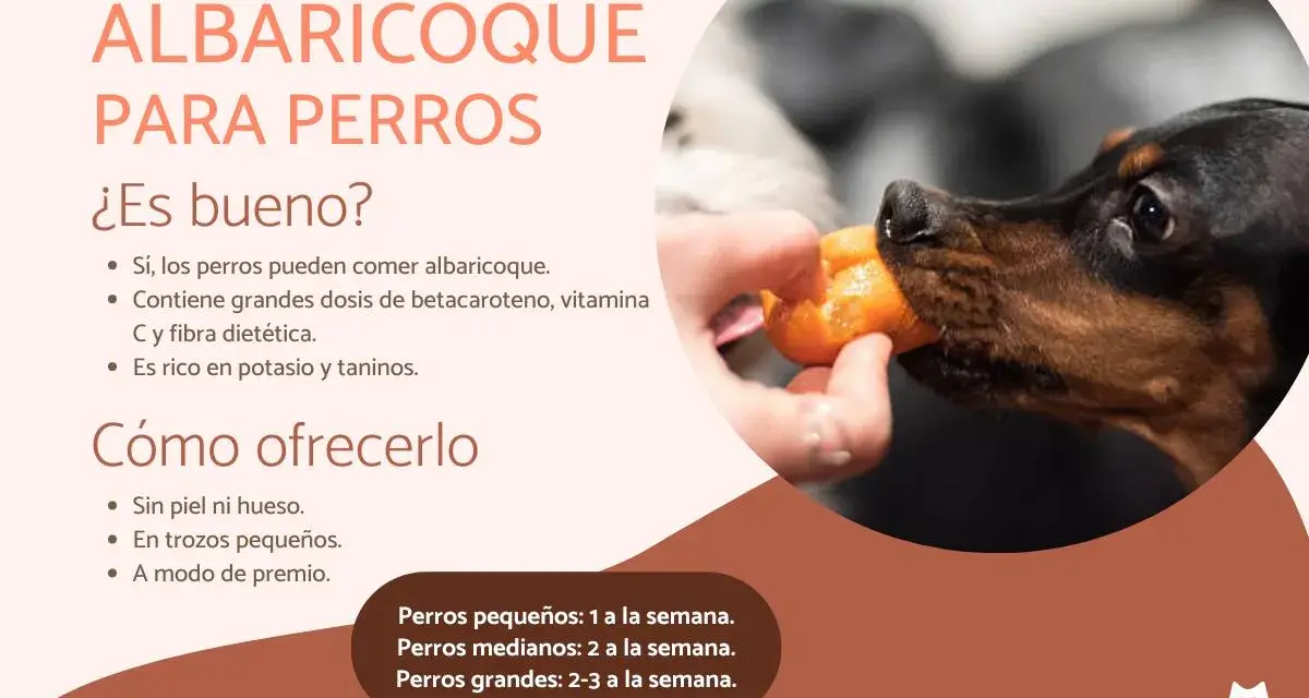 Un perro disfruta de un trozo de albaricoque ofrecido por una mano. Sí, los perros pueden comer albaricoques.