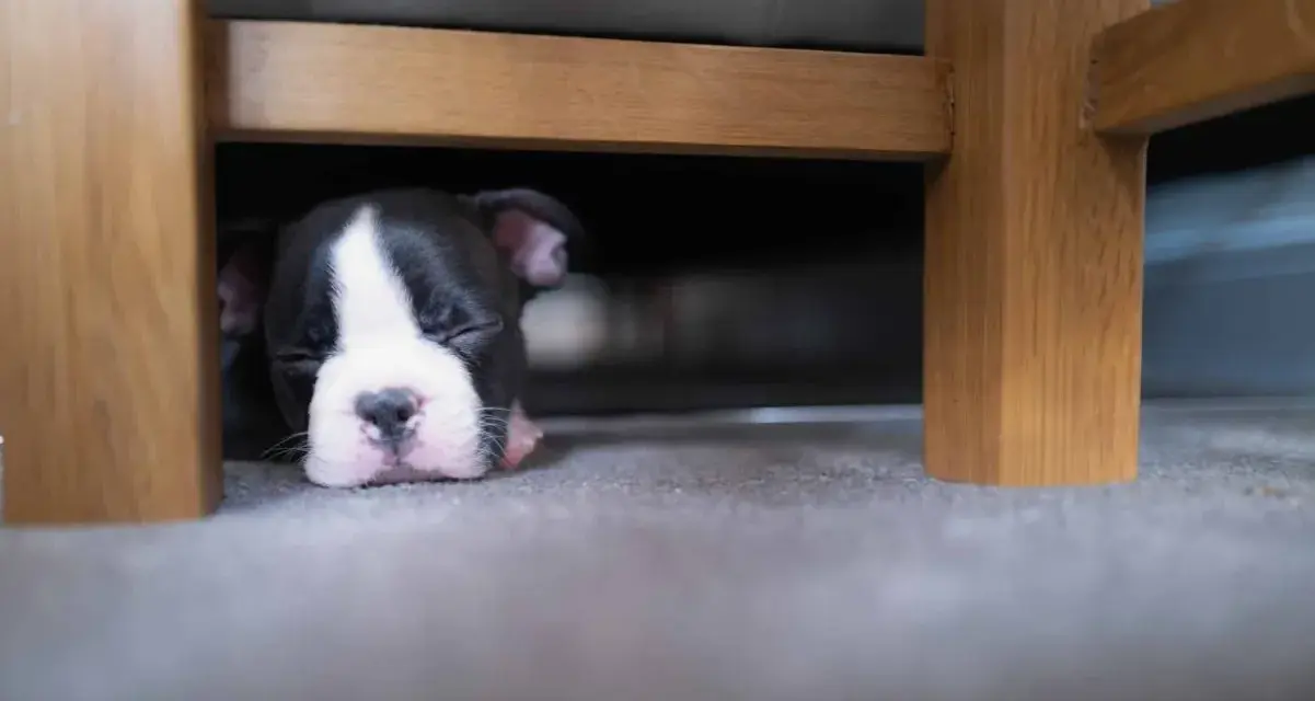Un cachorro Boston Terrier duerme profundamente debajo de la cama. Quizás se esconde porque mi perro se esconde debajo de la cama.