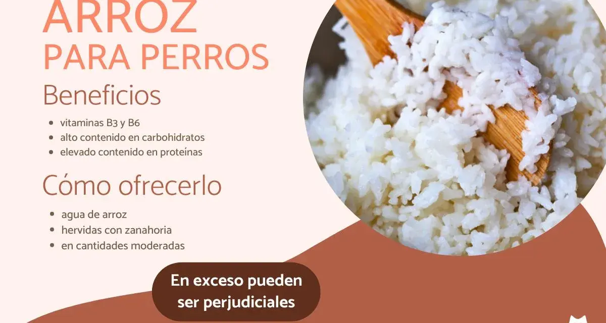 Arroz para perros: beneficios y cómo ofrecerlo. Los perros pueden comer arroz, es una buena fuente de vitaminas y carbohidratos.