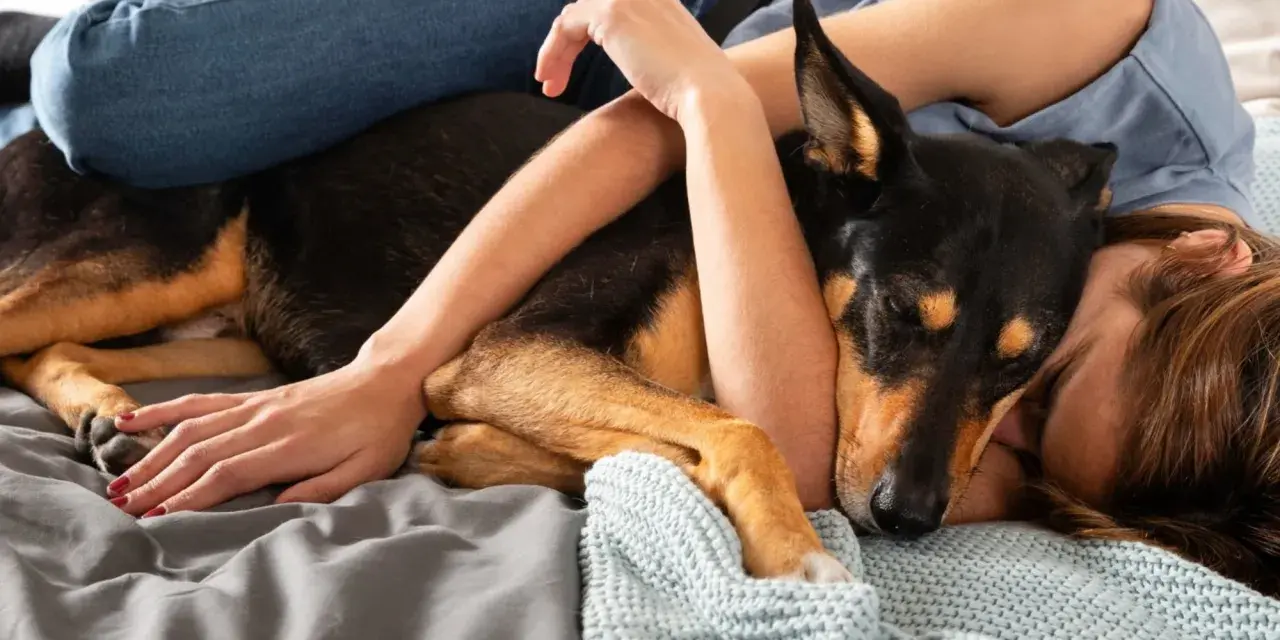 Un perro negro y marrón apoya su cabeza en mi pierna mientras descansamos juntos en la cama, envueltos en mantas.