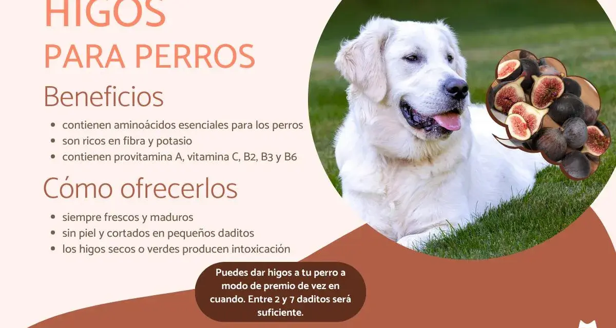 Un perro blanco y feliz en la hierba, con una burbuja de pensamiento que muestra higos. Los perros pueden comer higos como premio.