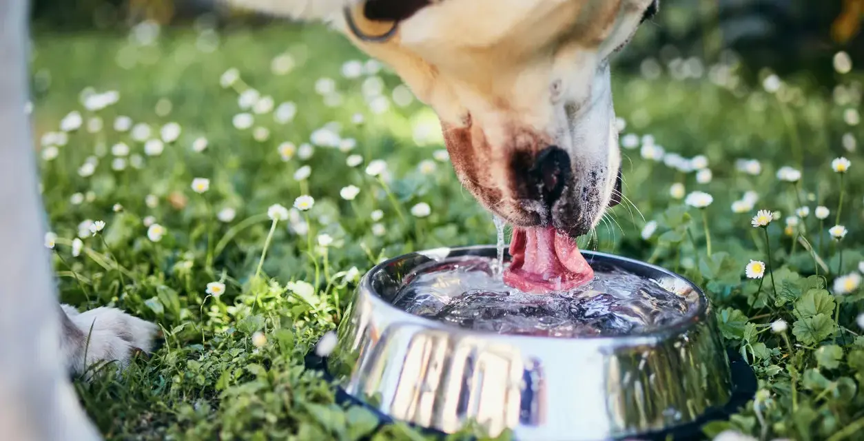 Perro bebiendo agua en un cuenco metálico, rodeado de hierba y margaritas. Una imagen que evoca la frescura y el cuidado, como una dieta renal para perros casera.