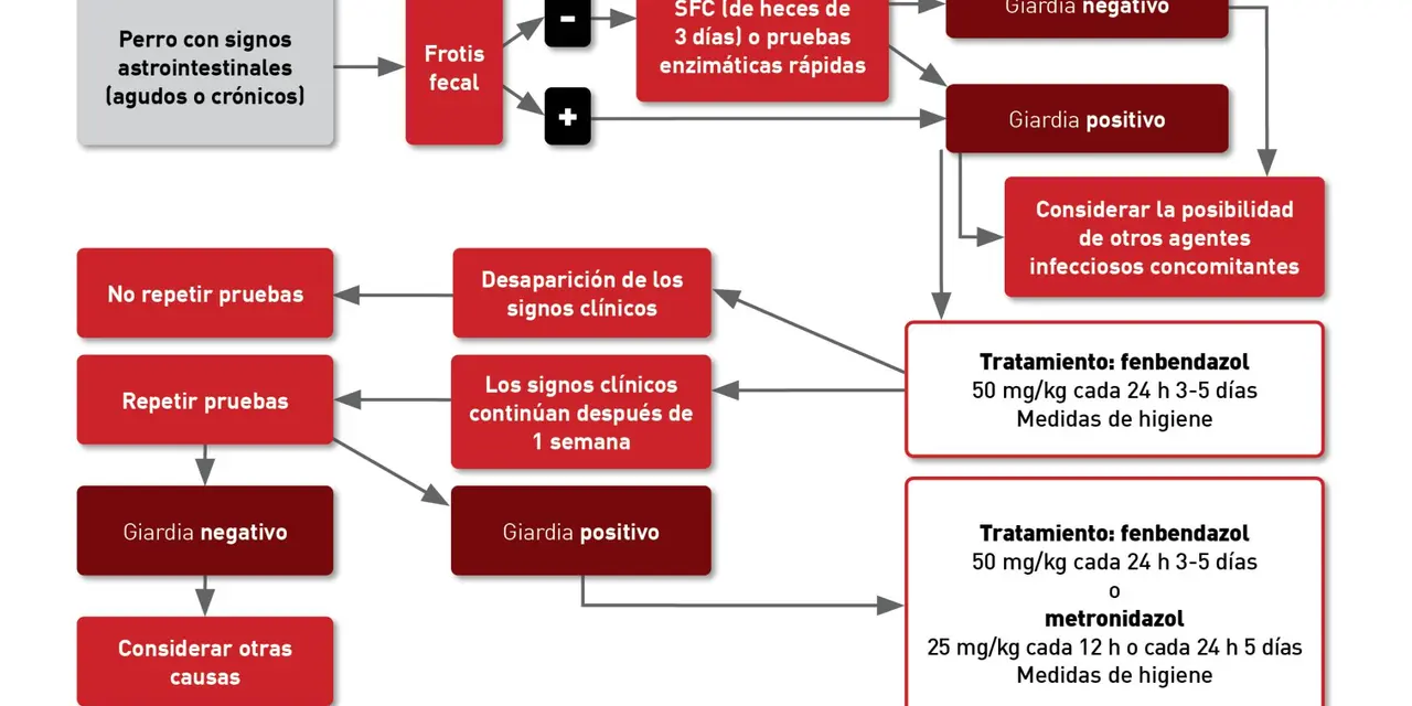 Diagrama de flujo para diagnosticar y tratar giardia en perros con síntomas gastrointestinales. Incluye pruebas, resultados y tratamientos.