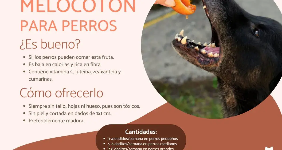 Un perro negro disfruta de un trozo de melocotón ofrecido por una mano. El texto explica los beneficios del melocotón para perros.