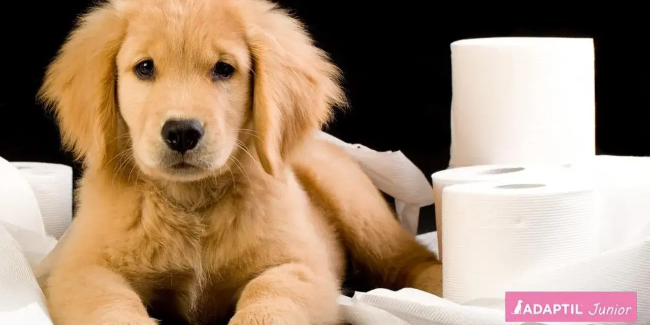 Cachorro golden retriever rodeado de rollos de papel higiénico, reflexionando sobre cuanto tarda un cachorro en aprender a hacer sus necesidades.