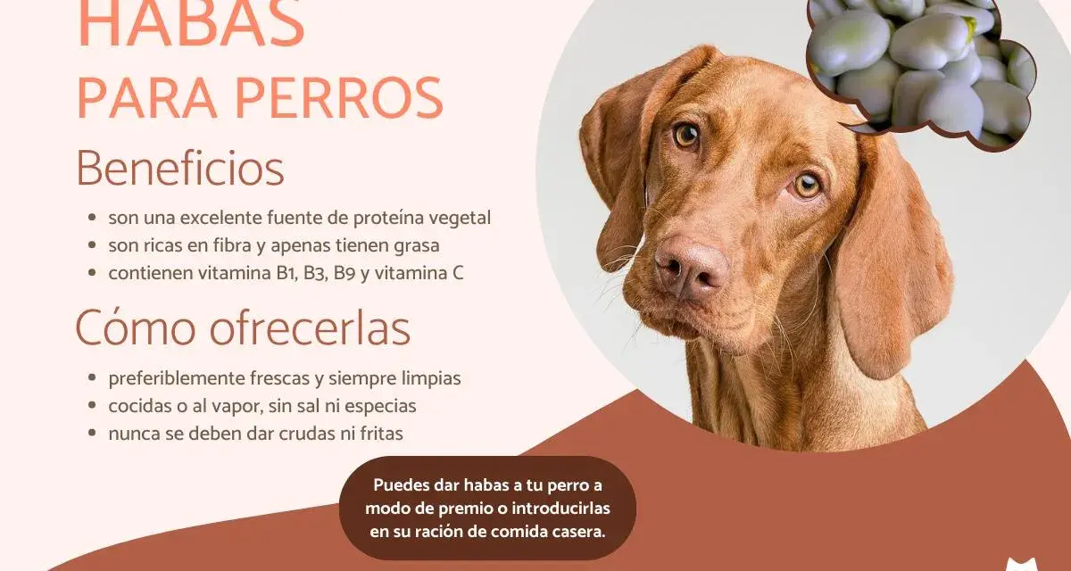 Un perro mira pensativo un grupo de habas. El texto indica que los perros pueden comer habas, destacando sus beneficios y cómo ofrecerlas.