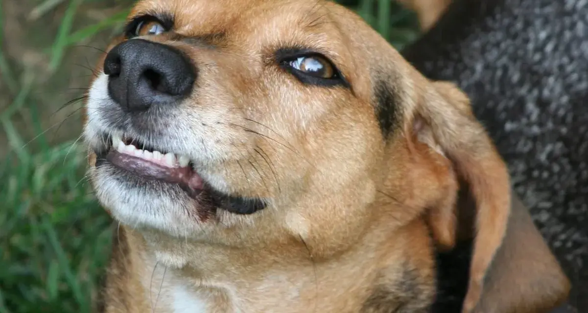 Primer plano de un perro marrón con la boca entreabierta, mostrando sus dientes. Parece que mi perro gruñe cuando juega, ¡pero es solo su forma de divertirse!