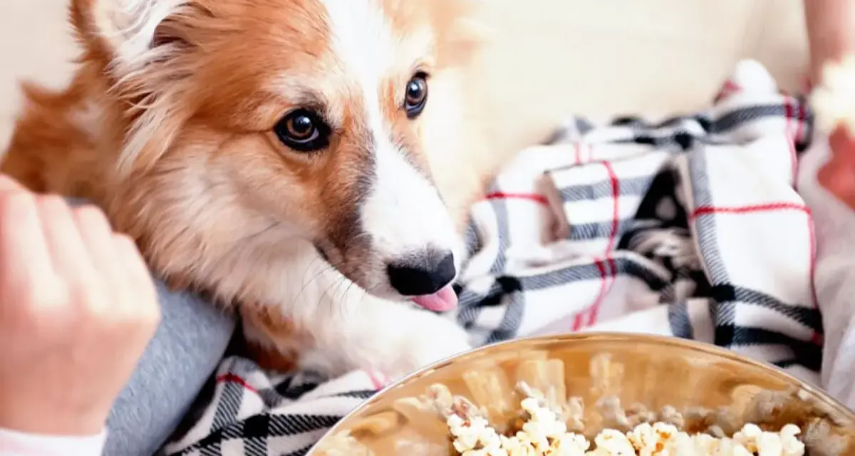 Un perro peludo mira con deseo un bol de palomitas. ¡Parece que los perros pueden comer palomitas!