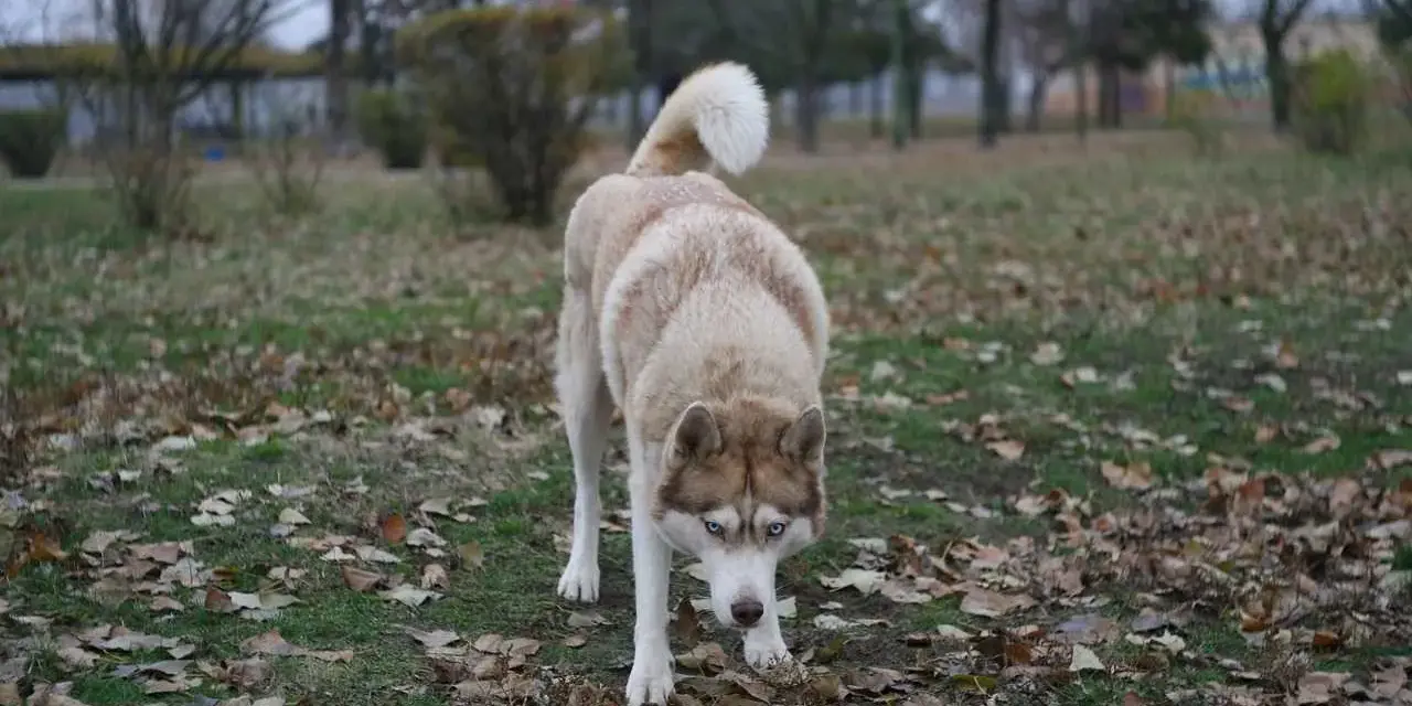 Husky de ojos azules, con pelaje claro y marrón, camina agachado entre hojas secas. Parece que mi perro se escapa de la finca, explorando el parque.