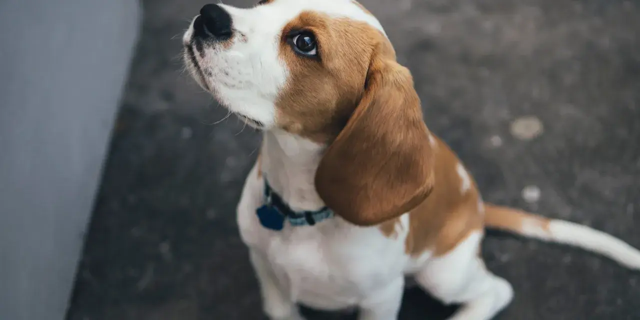 Un beagle sentado mira hacia arriba con ojos suplicantes. A veces, mi perro no me hace caso cuando lo suelto, pero su mirada me derrite.