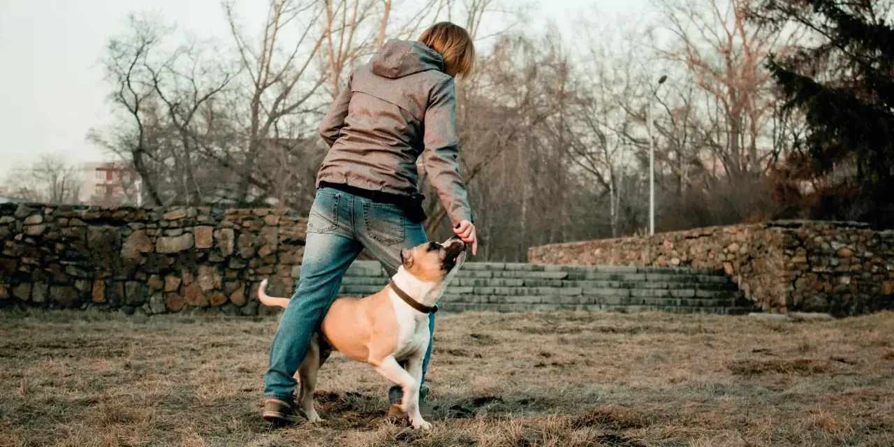 Persona interactuando con su perro, practicando trucos. Un buen momento para aplicar 40 trucos para tu perro y fortalecer su vínculo.