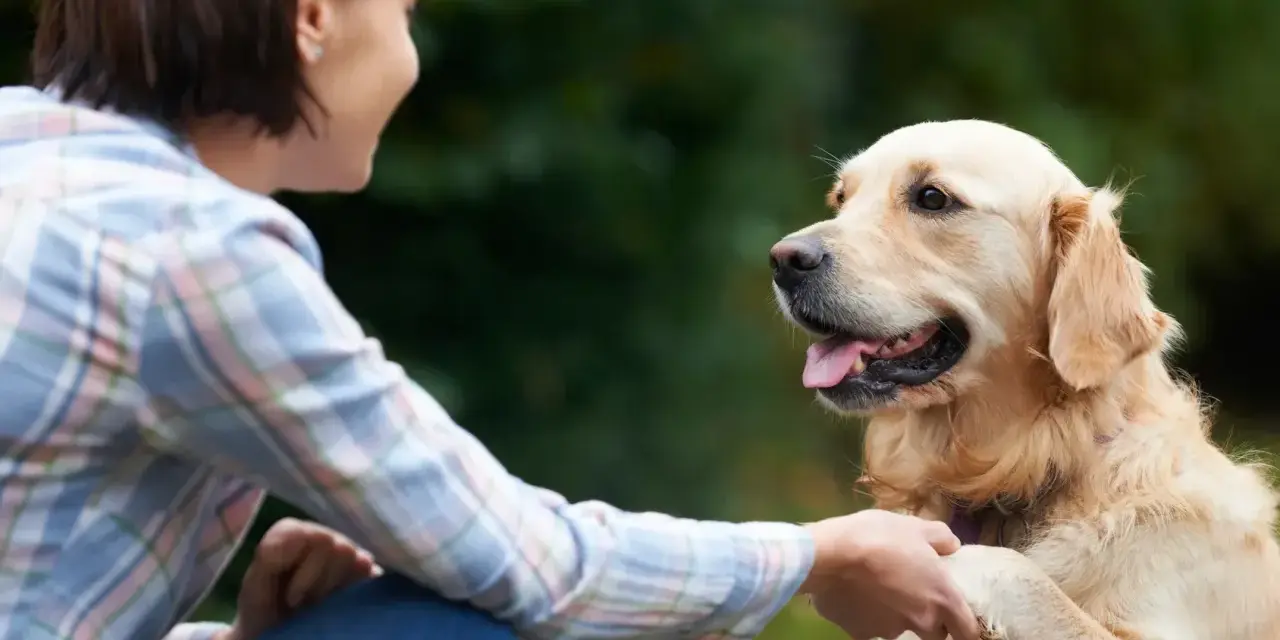 Mujer sonríe a su perro golden retriever mientras le da la pata, un momento clave en como educar a un perro adulto.