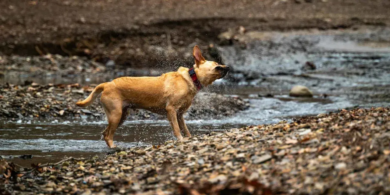 Perro marrón sacudiéndose el agua en un arroyo, un ejemplo de porque se sacuden los perros para secarse.