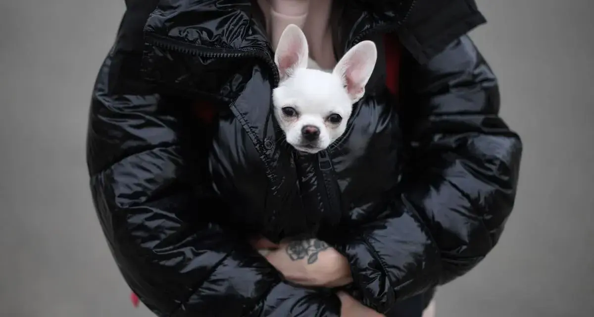 Un chihuahua blanco asoma de una chaqueta acolchada negra. ¡Hay que tapar a los perros para dormir y que estén calentitos!