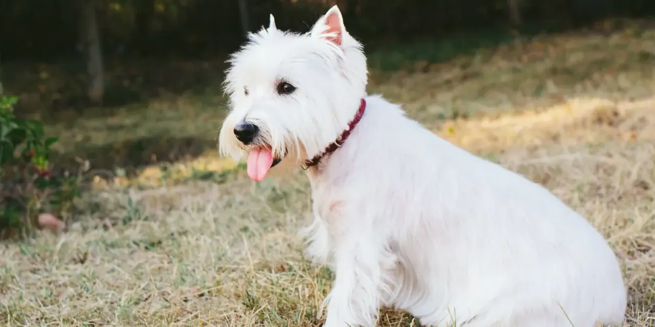Un adorable perro blanco pequeño, con su lengua afuera, descansa en la hierba bajo el sol.
