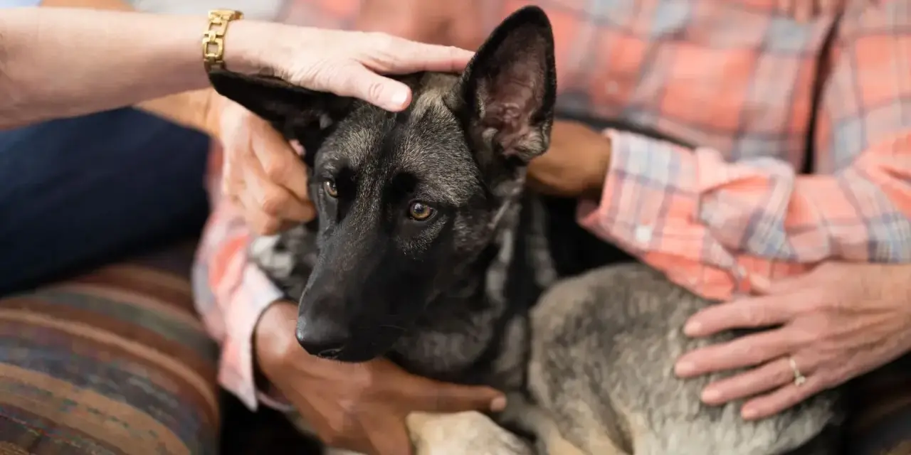 Manos acarician a un perro pastor alemán con demencia, un momento tierno antes de sacrificarlo.
