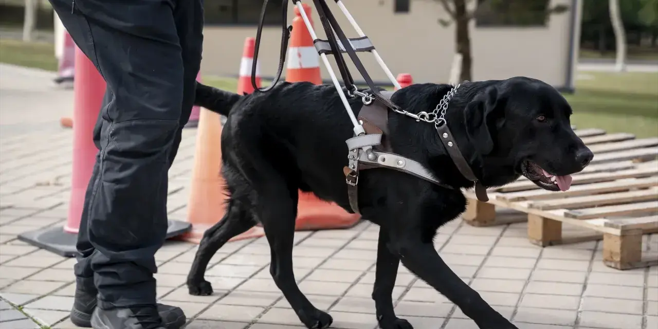 Perro guía negro con arnés, entrenando para ayudar. A qué edad se relaja un perro es una pregunta que depende de su entrenamiento y personalidad.