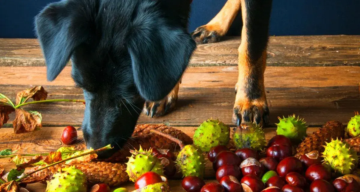 Un perro negro olfatea castañas y hojas secas sobre una mesa de madera. Los perros pueden comer castañas, pero con precaución.