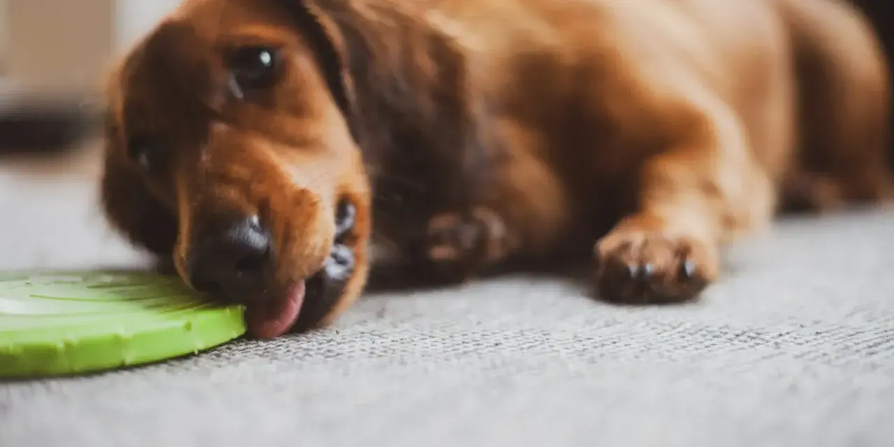 Un perro salchicha marrón lame un frisbee verde. Parece que mi perro no juega con juguetes, solo los lame.