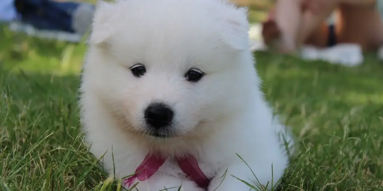 Un cachorro blanco y esponjoso con un lazo rosa, parece uno de esos perros que parecen peluches, sentado en la hierba.