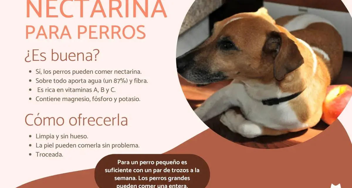 Un perro mira atentamente una nectarina. El texto indica que los perros pueden comer nectarina, aportando agua, fibra y vitaminas.