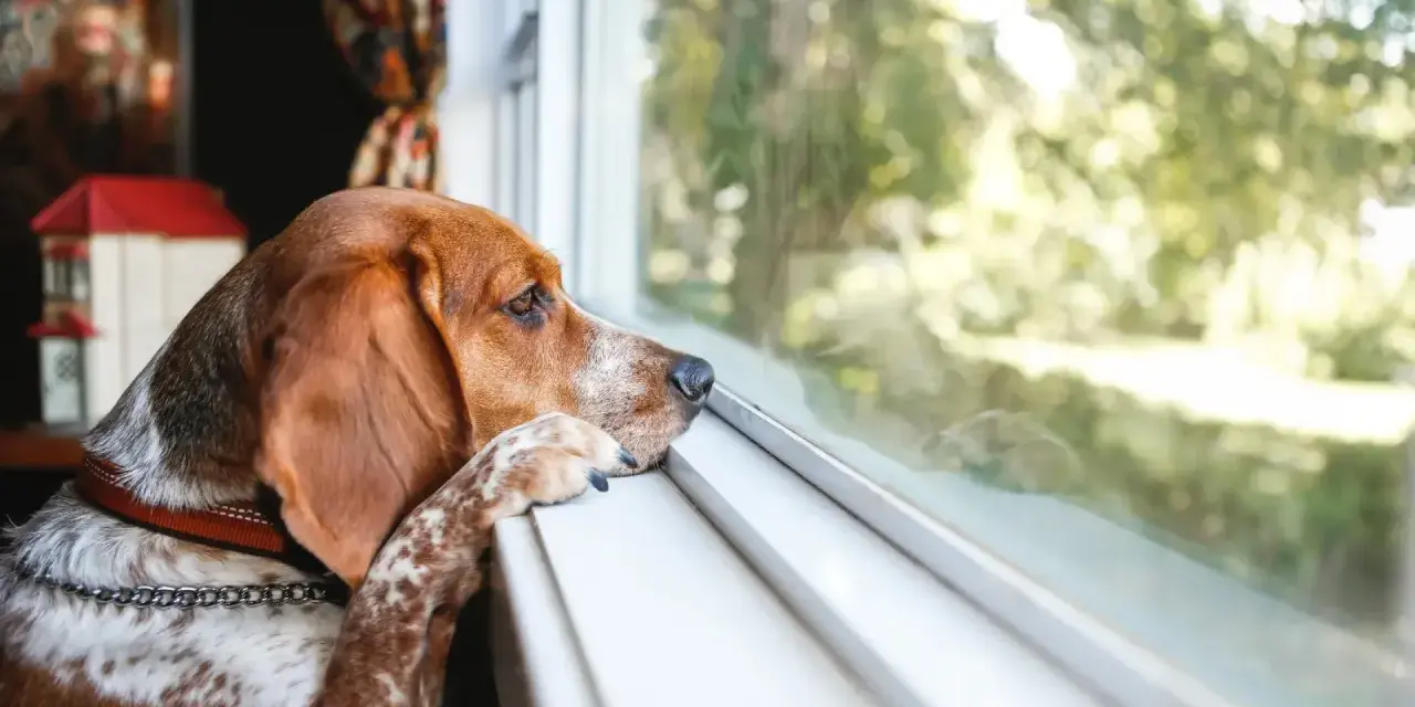 Un perro con orejas largas mira por la ventana, con la pata apoyada en el alféizar. Parece que mi perro quiere volver a casa.