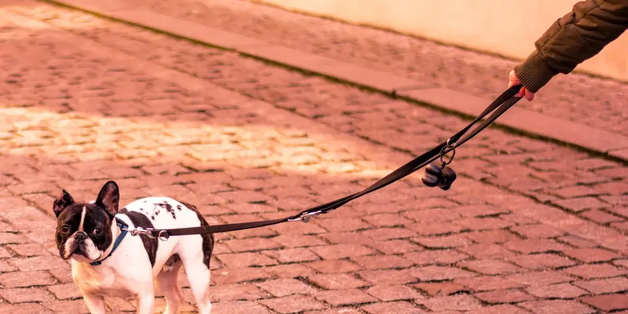 Mi perro se queda parado en la calle, un bulldog francés blanco y negro, con su correa sujeta por una mano.