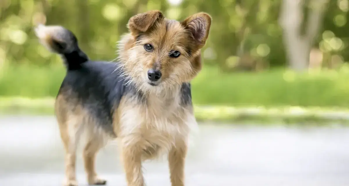 Perro de tamaño mediano, pelaje marrón y negro, con orejas puntiagudas. Sus posturas de perros significado pueden variar, pero esta parece curiosa.