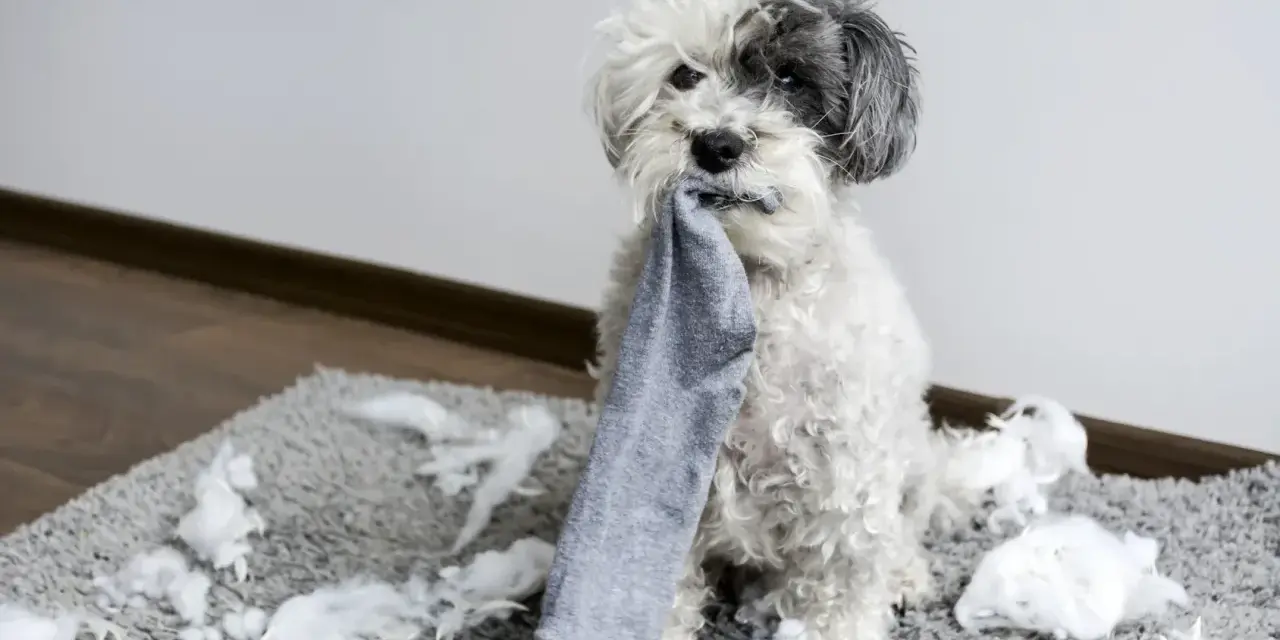 Perro blanco y gris con un calcetín en la boca, sentado sobre una alfombra llena de relleno. ¡Mi perro muerde todo!