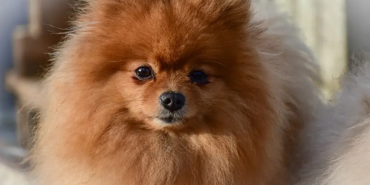 Un adorable Pomerania de pelaje naranja y blanco, mostrando la variedad de pomerania tipos.