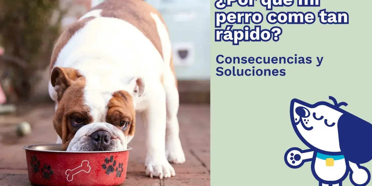 Un bulldog inglés come su comida muy rápido de un cuenco rojo. El texto pregunta: "¿Por qué mi perro come tan rápido?".