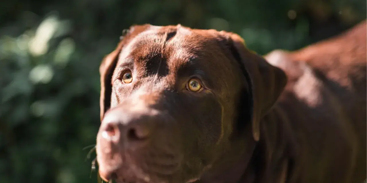 Primer plano de un labrador chocolate con ojos brillantes, preguntándose porque mi perro me mira cuando paseamos.