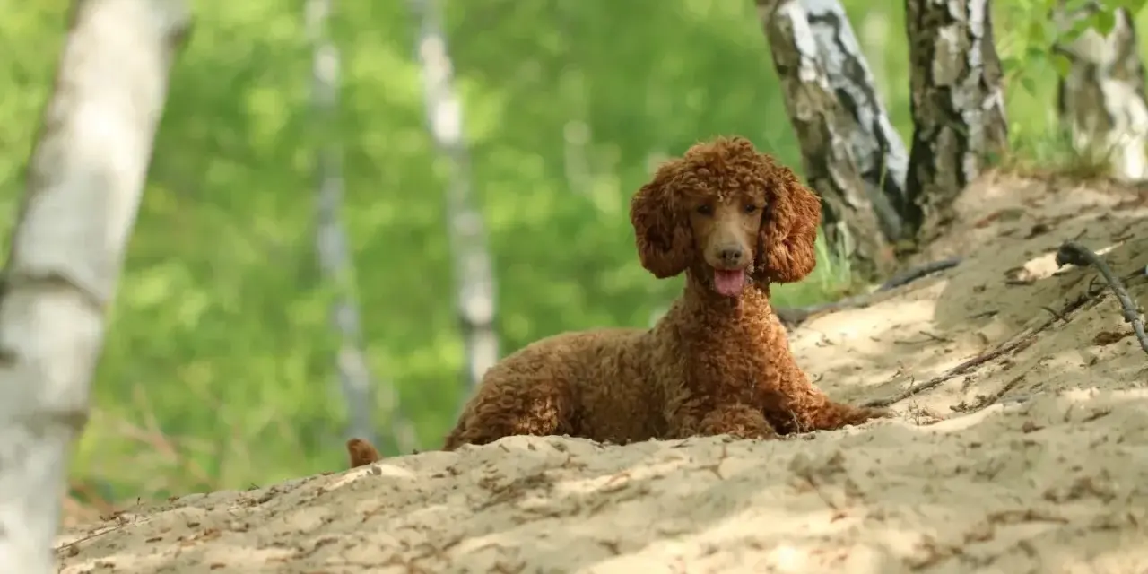 Un bernedoodle mini de pelaje rizado y color canela descansa en una duna de arena, rodeado de árboles y follaje verde.