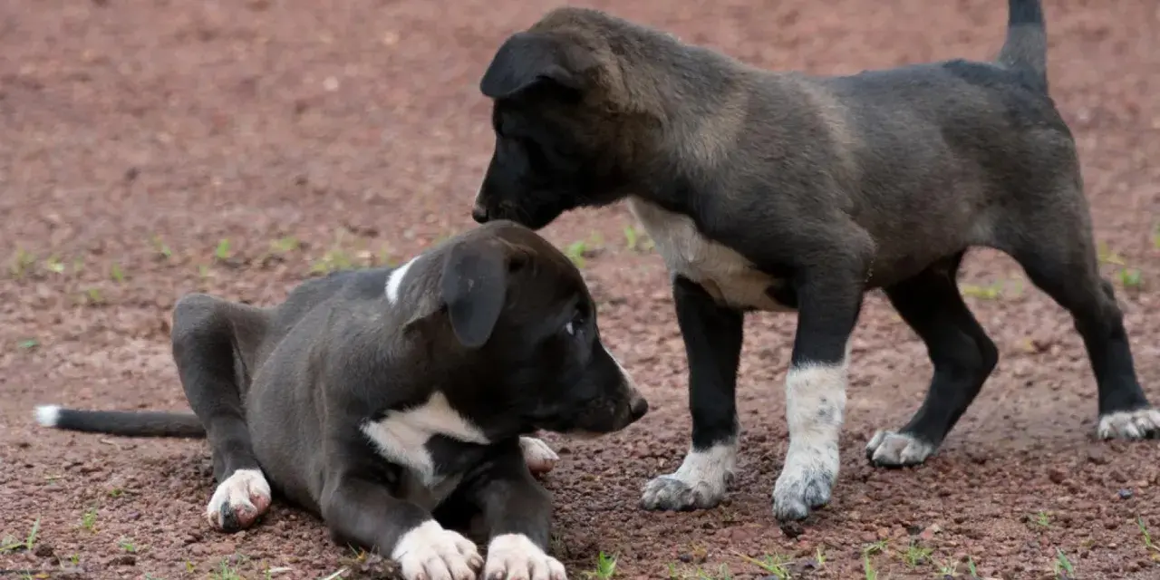 Dos cachorros interactúan en el suelo. Uno está acostado, el otro de pie. A veces, mi perro no mueve la cola cuando lo acaricio, pero estos cachorros parecen curiosos.
