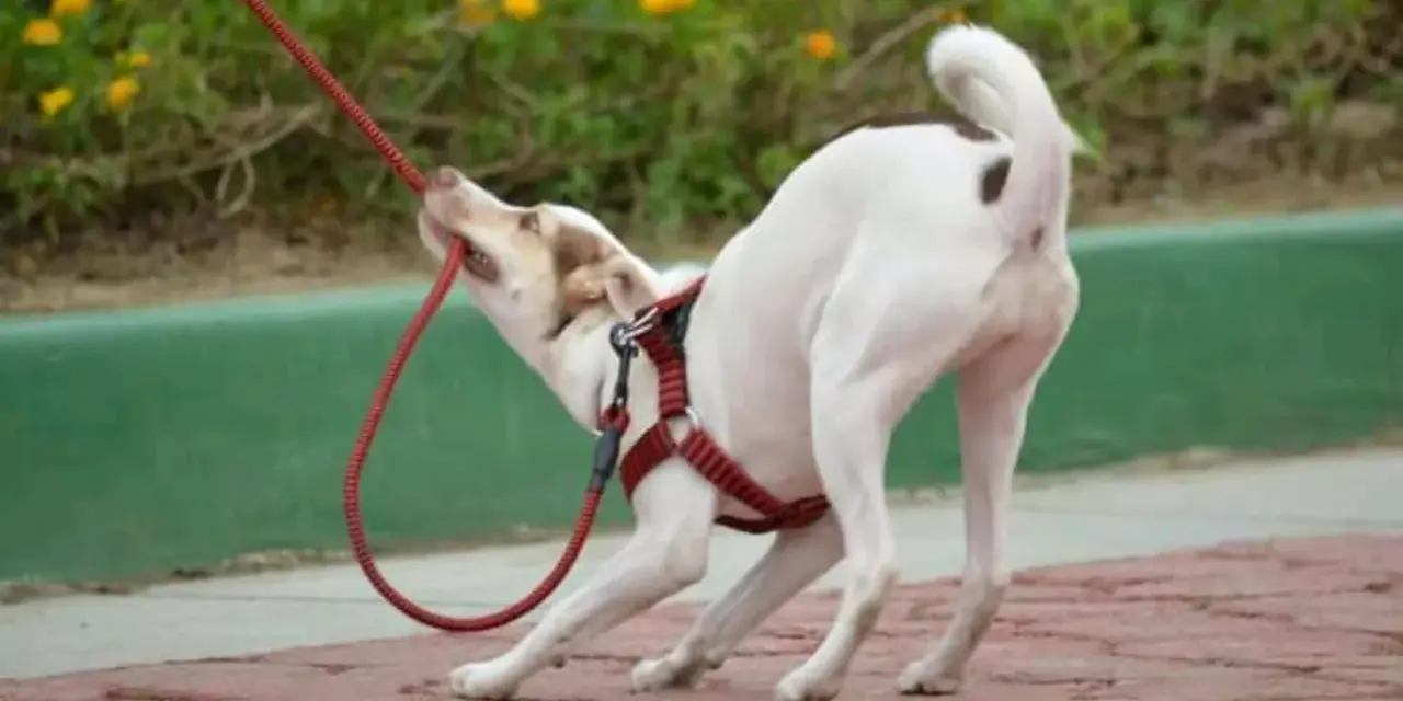 Mi cachorro no quiere salir a la calle. Se aferra a la correa con sus dientes, ¡parece que prefiere quedarse en casa!