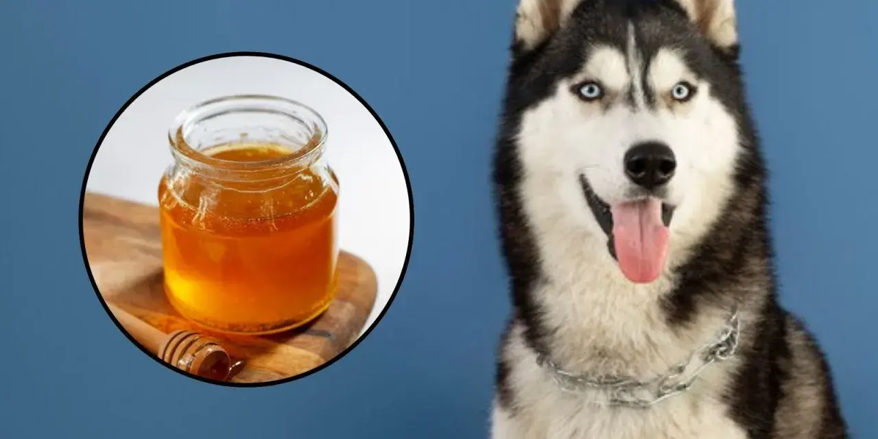 Husky con ojos azules sonriendo, junto a un tarro de miel. ¿Sabías que los perros pueden comer miel?