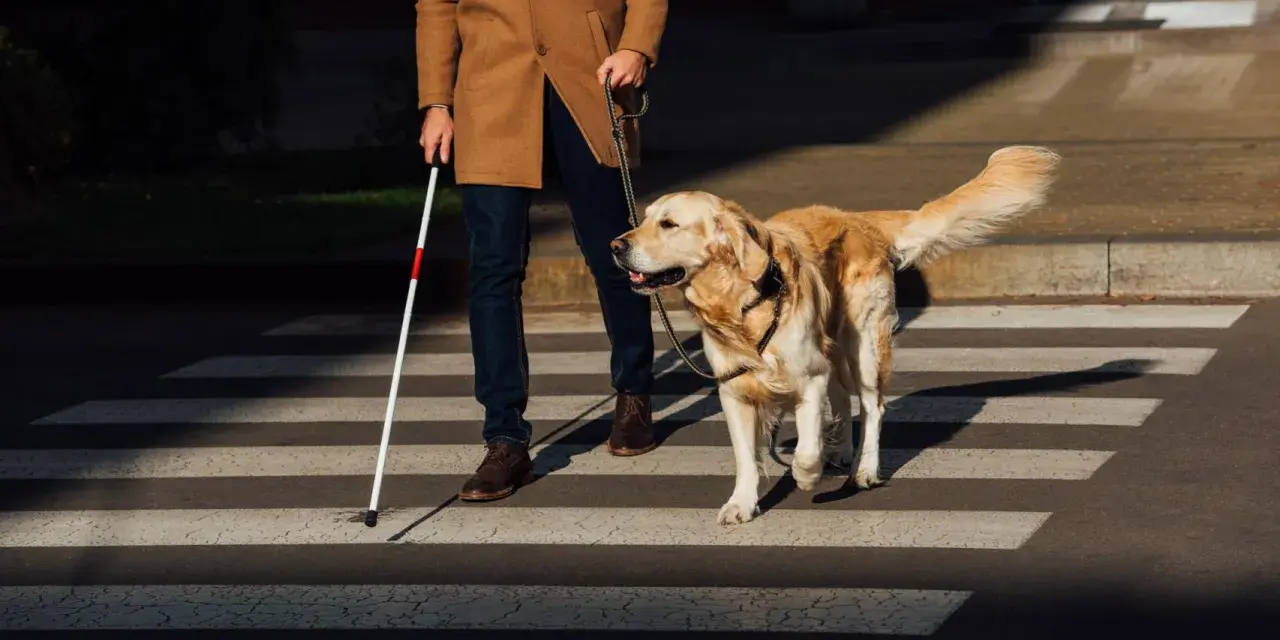 Un hombre con bastón blanco y un perro guía cruzan la calle. Los perros ciegos sufren, pero este perro ayuda a su dueño a navegar el mundo.