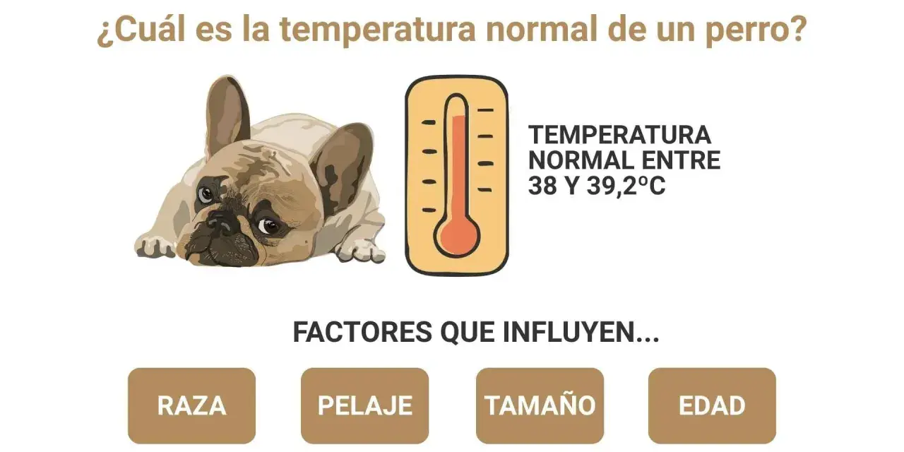 Un perro francés descansa, con un termómetro que indica la temperatura normal de 38-39.2°C. Ideal para el verano.